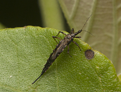Idolothrips