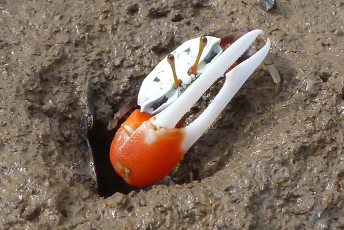 Tubuca signata (Hess, 1865)