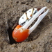 Signaling Fiddler Crab - Photo (c) coenobita, some rights reserved (CC BY), uploaded by coenobita