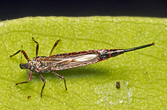 Idolothrips
