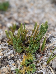 Diphasiastrum alpinum