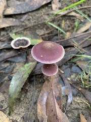 Thaxterogaster submagellanicus