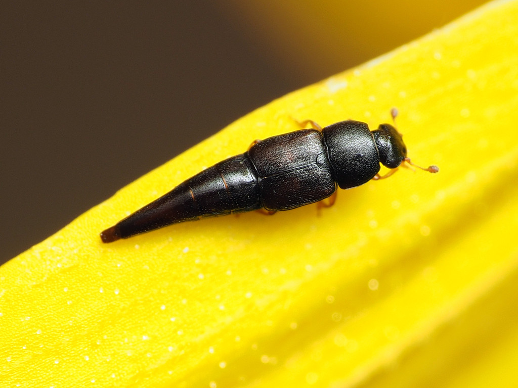 Obscure Sap Beetle