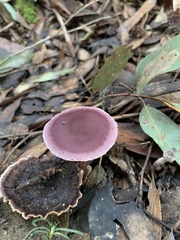 Thaxterogaster submagellanicus