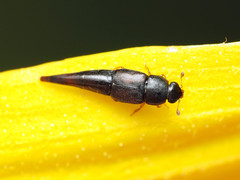 Conotelus obscurus
