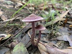 Thaxterogaster submagellanicus