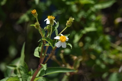 Bidens alba