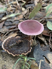 Thaxterogaster submagellanicus