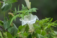 Ipomoea proxima