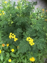 Tanacetum vulgare crispum