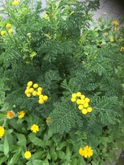Tanacetum vulgare crispum