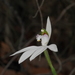 Caladenia picta - Photo (c) mattward, algunos derechos reservados (CC BY-NC), uploaded by mattward