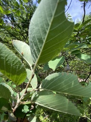 Amelanchier sanguinea
