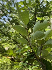 Amelanchier sanguinea