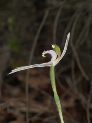 Caladenia picta