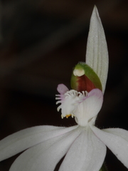 Caladenia picta