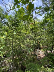 Amelanchier sanguinea