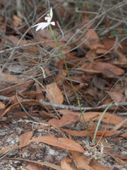 Caladenia picta