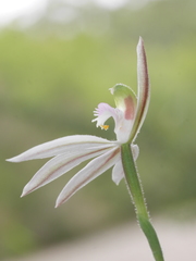 Caladenia picta