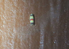 Erythroneura integra