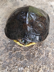 Trachemys venusta uhrigi