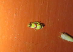 Erythroneura integra