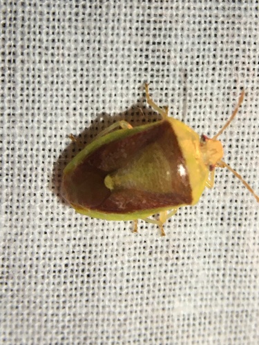 photo of Green Burgundy Stink Bug (Banasa dimidiata)