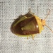 photo of Green Burgundy Stink Bug (Banasa dimidiata)