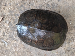 Trachemys venusta uhrigi