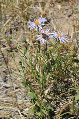 Eucephalus ledophyllus