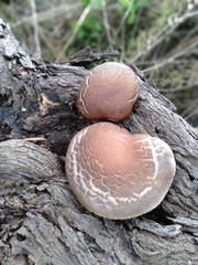 Gymnopilus allantopus