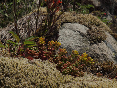 Sedum divergens