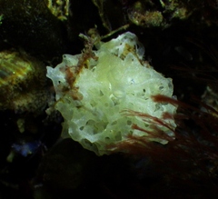 Clathrina