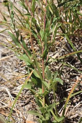 Eucephalus ledophyllus