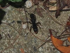 Pseudoneoponera rufipes