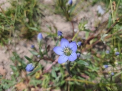 Gentianeae
