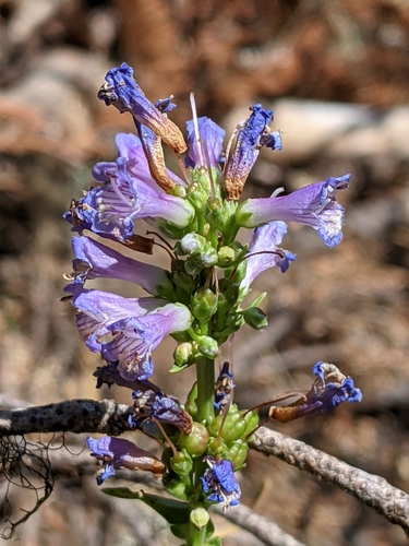 Image of Penstemon euglaucus by (c) David Anderson, some rights reserved (CC BY)