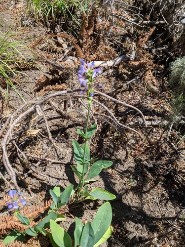 Image of Penstemon euglaucus by (c) David Anderson, some rights reserved (CC BY)