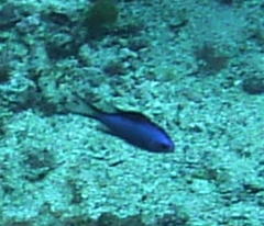 Azurina cyanea