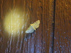 Polygrammodes flavidalis