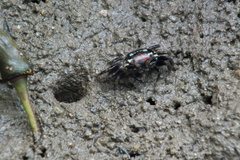 Paraleptuca crassipes