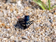 Cicindela coerulea nitida