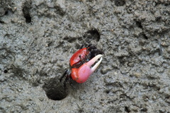 Paraleptuca crassipes