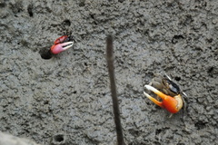 Paraleptuca crassipes