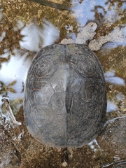 Trachemys venusta uhrigi