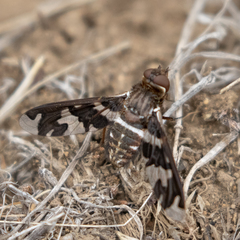 Exoprosopa dorcadion