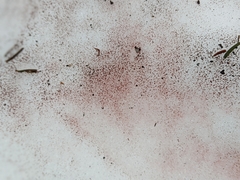 Chlamydomonas nivalis