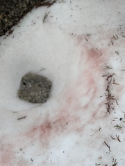 Chlamydomonas nivalis