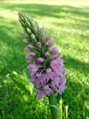 Dactylorhiza majalis baltica