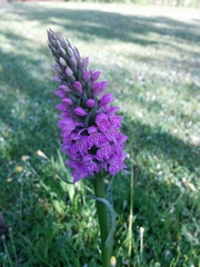 Dactylorhiza majalis baltica